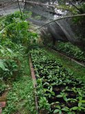 Plants en pépinière