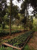 Plants sous bois de rose