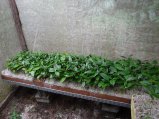 Plantules